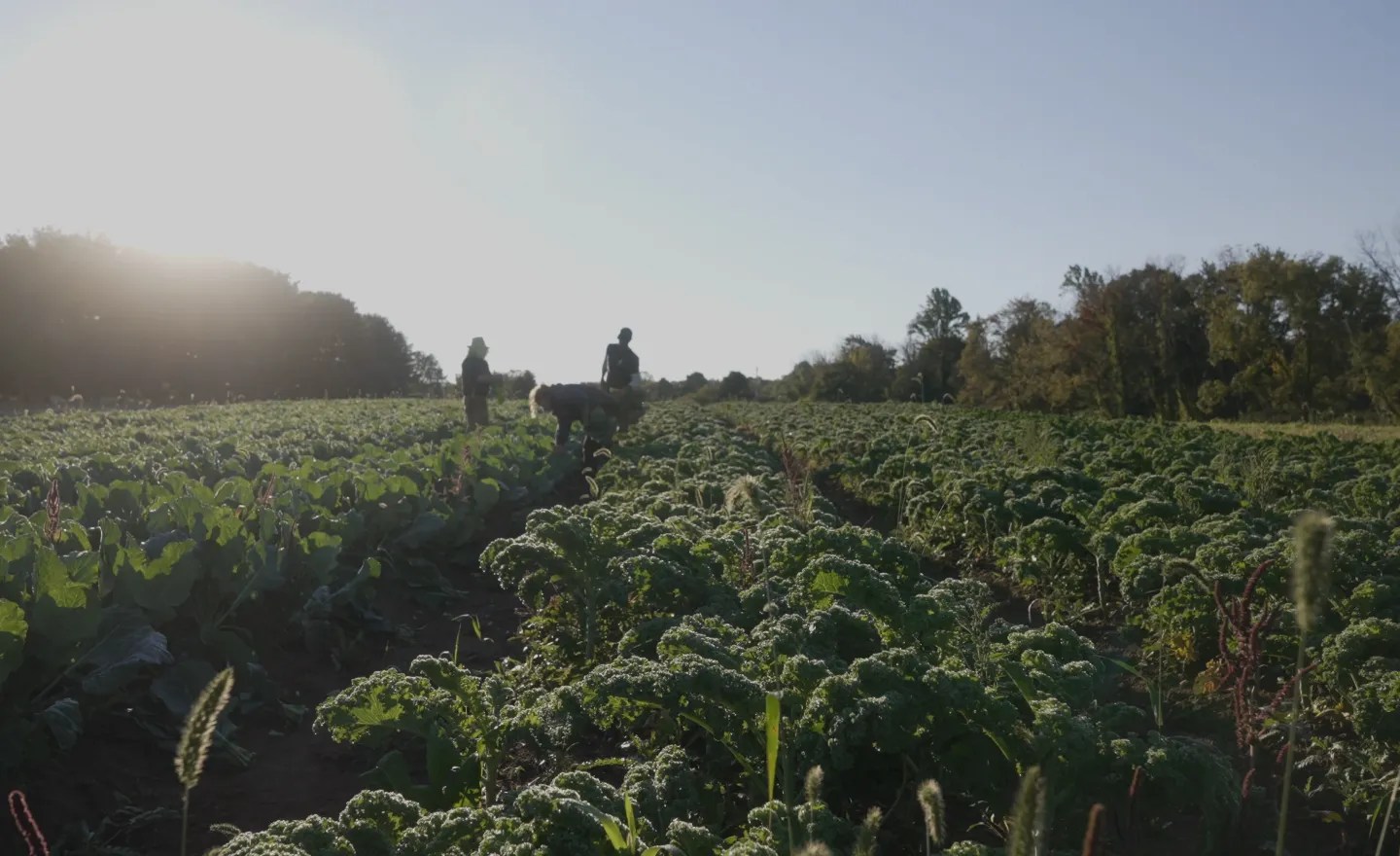 Carversville Farm Foundation